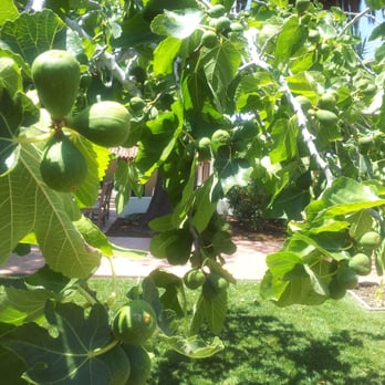 Old Mission Parish - Laden with figs - Churches Near Me - San Luis Obispo, California Old Mission Parish - Laden with figs - Churches Near Me - San Luis Obispo, California