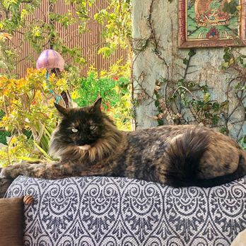 Tami's Tender Touch - Tonga loves being a " tiny lion" she has gotten her lions cut at Tami's for years!!! The purrfect summer cut. @ sandiegocatbnb.com - Pet Groomers Near Me - La Mesa, California Tami's Tender Touch - Tonga loves being a " tiny lion" she has gotten her lions cut at Tami's for years!!! The purrfect summer cut. @ sandiegocatbnb.com - Pet Groomers Near Me - La Mesa, California