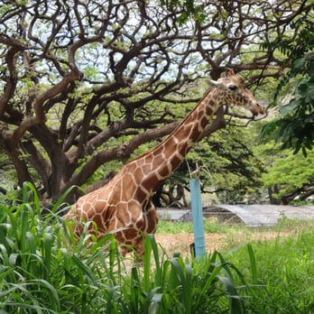 Honolulu Zoo - Giraffe - Zoos Near Me - Honolulu, Hawaii