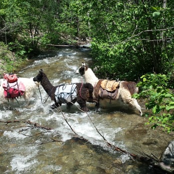 Wild Earth Llama Adventures - The llamas crossing the creek. Humans use the bridge. - Hiking Near Me