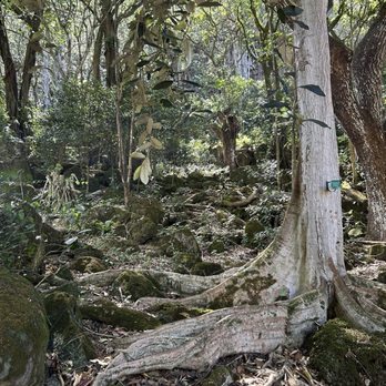 Waimea Valley - One of the trails - Venues & Event Spaces Near Me - Haleiwa, Hawaii Waimea Valley - One of the trails - Venues & Event Spaces Near Me - Haleiwa, Hawaii