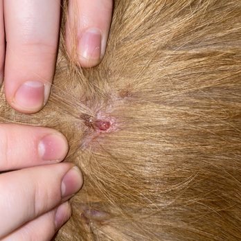 Uptown BARK - Gash - Pet Services Near Me - Layton, Utah