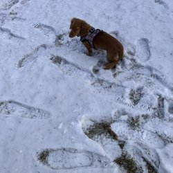 Invisible Fence Brand - New Invisible Fence® dog user in Boston
