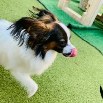 Preppy Pet - Pet Sitting Near Me - Houston, Texas