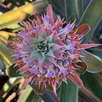 Maui Pineapple Tour - The pineapple flower! So beautiful! - Tours Near Me - Makawao, Hawaii