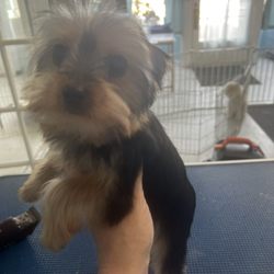 Angel Paws Pet Grooming - Yorkie