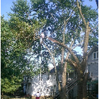 Eddie's Tree Service - Tree Services Near Me - Columbus, Ohio Eddie's Tree Service - Tree Services Near Me - Columbus, Ohio