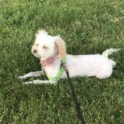 Classic Pet Grooming By Lori - Kandie my precious dog
