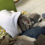 Photo of Clinica Veterinaria Paraiso
