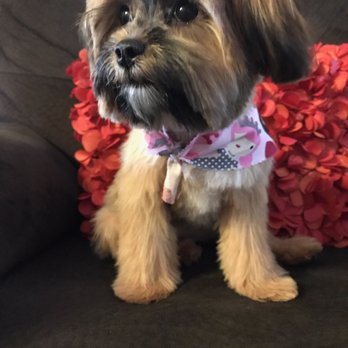 The Spaw - Pet Groomers Near Me - Tustin, California