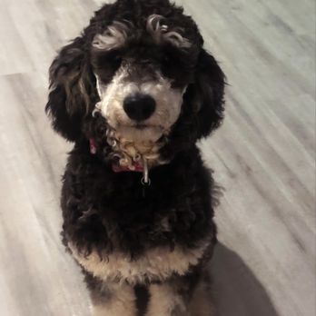Ky's Dog Boarding - Pet Boarding Near Me - Crestview, Florida