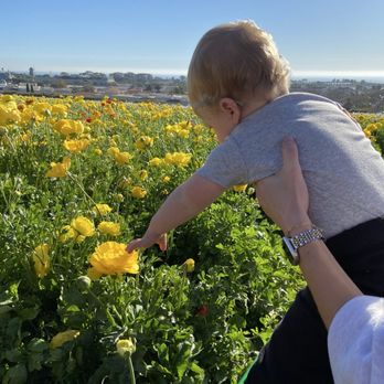The Flower Fields - Ability to get up close to the flowers - Venues & Event Spaces Near Me - Carlsbad, California The Flower Fields - Ability to get up close to the flowers - Venues & Event Spaces Near Me - Carlsbad, California