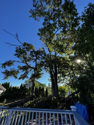 Tree Removal - Looking to get rid of that big tree on your property? Call Gold Coast Tree Experts! We are family owned and operated with decades of experience under our belt, we have the expertise and the knowledge needed to provide outstanding tree services to both commercial and residential projects.
