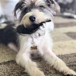 Menino Farms - Beef Ear Chew