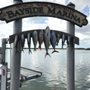 Photo of Angler's Answer Sportfishing