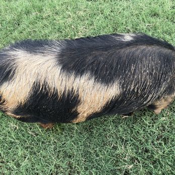 Halbert Farm KuneKune Pigs - Kunekune pig - Ranches Near Me - Burleson, Texas Halbert Farm KuneKune Pigs - Kunekune pig - Ranches Near Me - Burleson, Texas