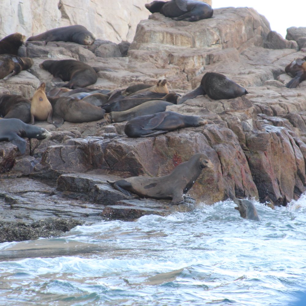 Whale Watch Cabo - Tours Near Me - Cabo San Lucas, BCS Whale Watch Cabo - Tours Near Me - Cabo San Lucas, BCS