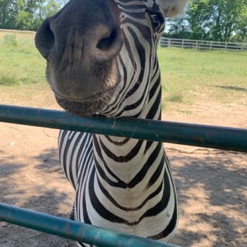 Summerfield Zoo - Zebra - Zoos Near Me - Belvidere, Illinois