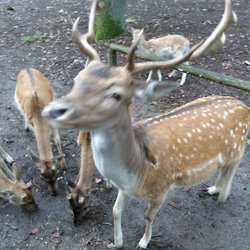 Tiergarten