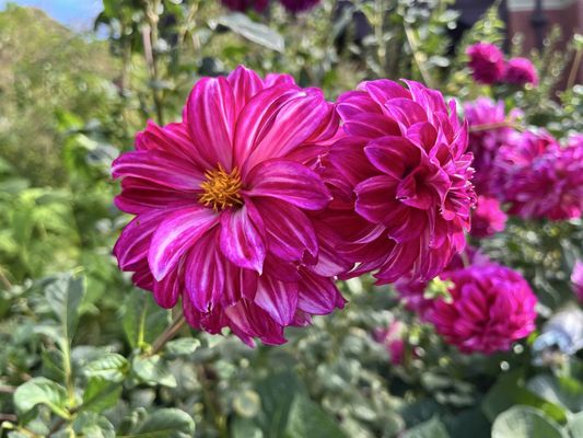 Royal Botanic Gardens Victoria - Melbourne Gardens by null