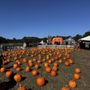 Boone Hall Pumpkin Patch