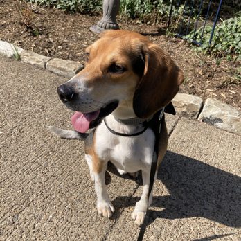 The Dog Stop - East End, Pittsburgh - The happy client! - Pet Groomers Near Me - Pittsburgh, Pennsylvania The Dog Stop - East End, Pittsburgh - The happy client! - Pet Groomers Near Me - Pittsburgh, Pennsylvania