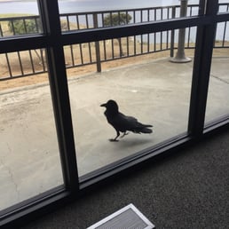 Hello bird! Hello bird!