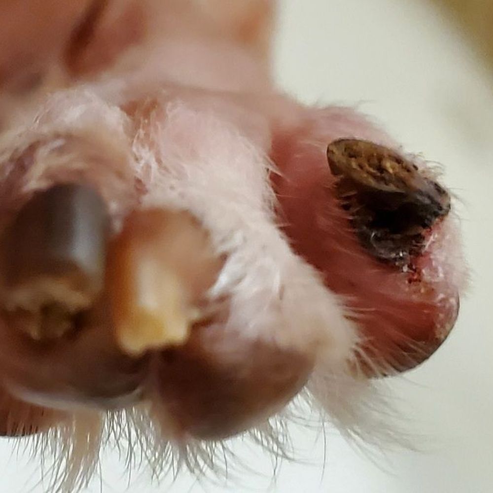 What their vet tech did What their vet tech did