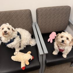 Orchard Hills Animal Hospital - reggie and kona during one of their yearly check ups