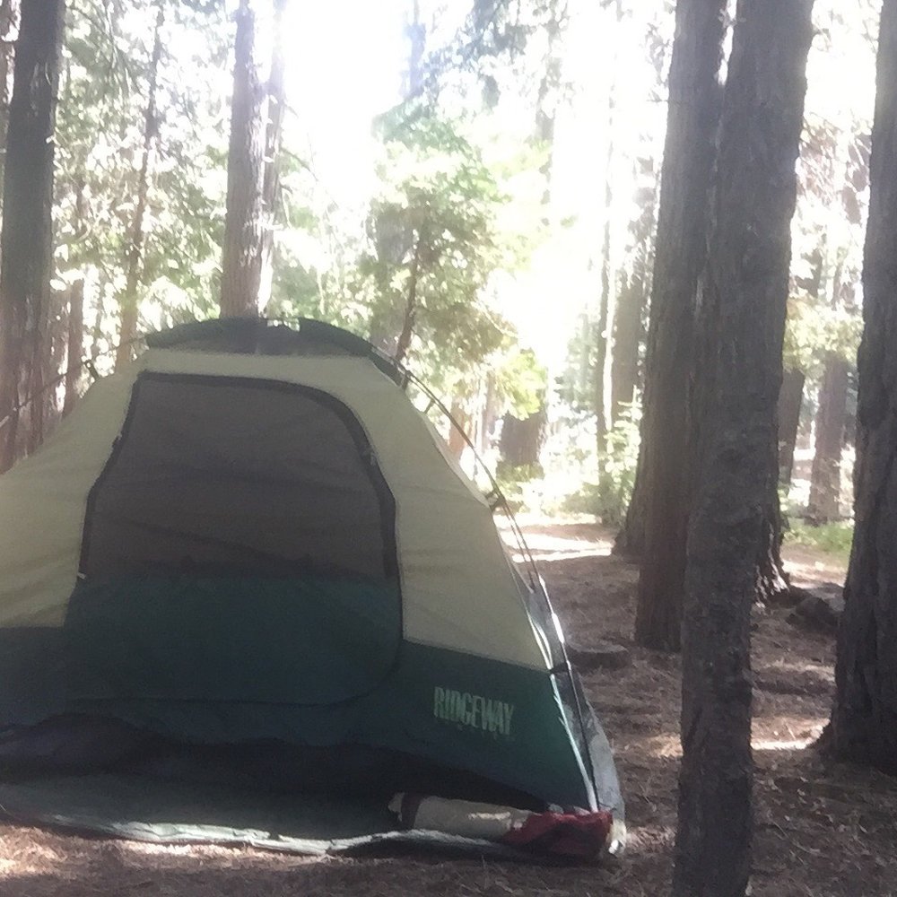 William Kent Campground - Wm. Kent site 40 surrounded by pine trees - Campgrounds Near Me - Tahoe City, California