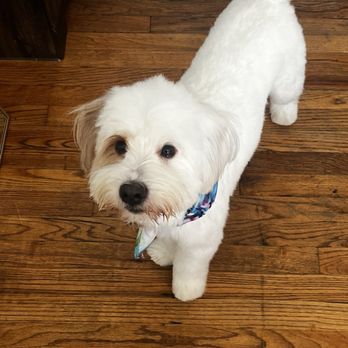 Happy Dog Spaw - after - Pet Groomers Near Me - Bonita, California