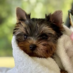 Boulevard Animal Hospital - My baby