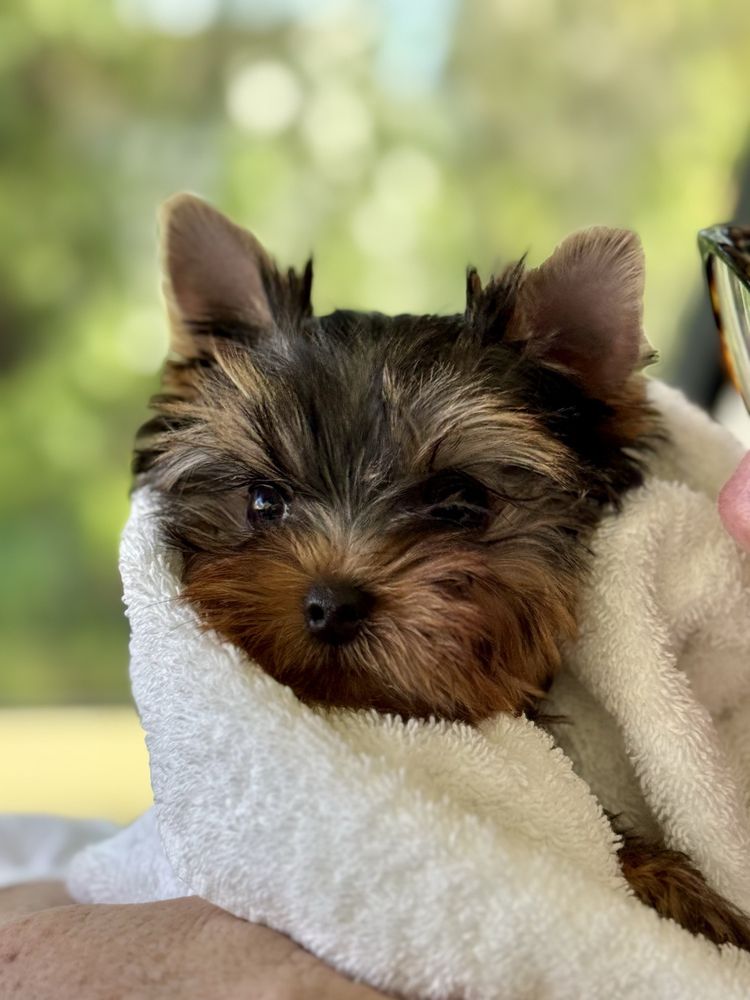 Boulevard Animal Hospital Image