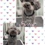 Photo of Shampoodles Pet Grooming