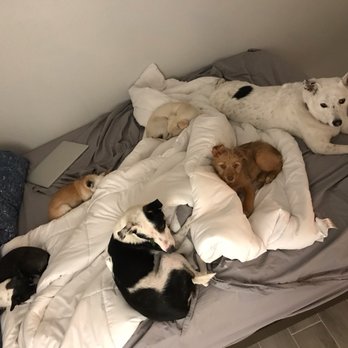 She Sleeps with Dogs - Dog Walkers Near Me