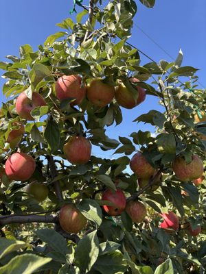 Swans Trail Farms by null