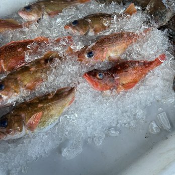 Fishermen’s Market - locally caught whole fish on ice - Seafood Markets Near Me - Oceanside, California Fishermen’s Market - locally caught whole fish on ice - Seafood Markets Near Me - Oceanside, California