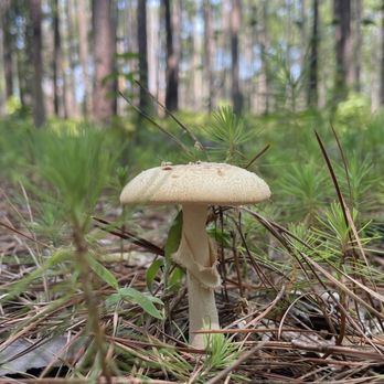 Congaree National Park - Mushroom - Parks Near Me - Hopkins, South Carolina