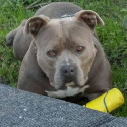 E-Z Transmission - People judge the bully breed but they don't realize they're very faithful and loving.