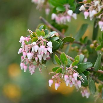 Caroline Park - Lovely manzanita blooms - Parks Near Me - Redlands, California Caroline Park - Lovely manzanita blooms - Parks Near Me - Redlands, California