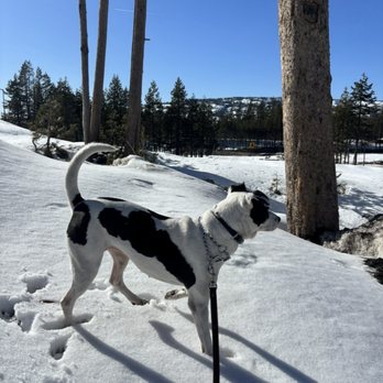 Fur Real K9 - Pet Training Near Me Fur Real K9 - Pet Training Near Me