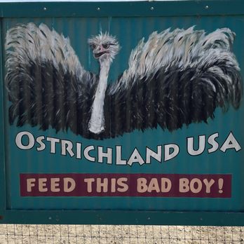 Ostrichland USA - Attraction Farms Near Me - Solvang, California Ostrichland USA - Attraction Farms Near Me - Solvang, California