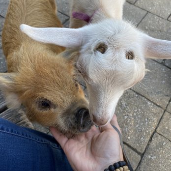 Deer Tracks Junction - Baby piglet & goat - Ice Cream & Frozen Yogurt Near Me - Cedar Springs, Michigan