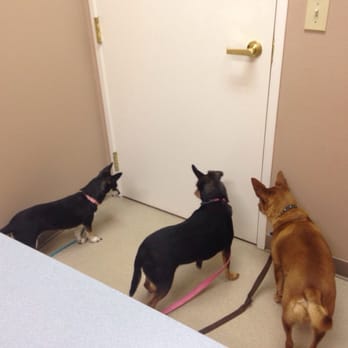 Parkside Animal Hospital - Waiting for the vet to come in. They were so excited to see her! - Veterinarians Near Me - Keller, Texas Parkside Animal Hospital - Waiting for the vet to come in. They were so excited to see her! - Veterinarians Near Me - Keller, Texas