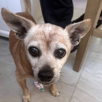 Natomas Veterinary Hospital - Veterinarians Near Me - Sacramento, California Natomas Veterinary Hospital - Veterinarians Near Me - Sacramento, California