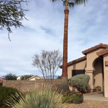 Quality Tree Service - After pic - Tree Services Near Me - Tucson, Arizona