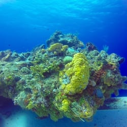 Aqua Safari - Palancar Reef