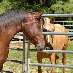 Mending Strides Ranch