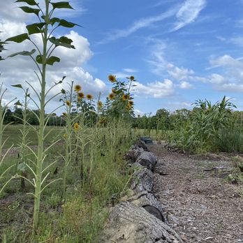 Reed’s Farm - sunflowers in a field - Organic Stores Near Me - Egg Harbor Township, New Jersey