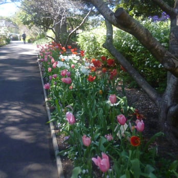 Royal Botanic Gardens - Tulip Gardens - Botanical Gardens Near Me - Sydney, NSW Royal Botanic Gardens - Tulip Gardens - Botanical Gardens Near Me - Sydney, NSW